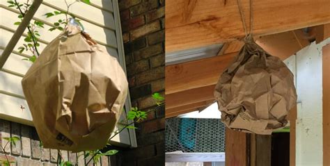 brown paper bag fake wasp nest|are paper wasp nests real.